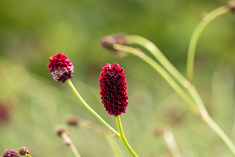 Sanguisorba officinalis mit Blüte ;;ab 4,20 Euro