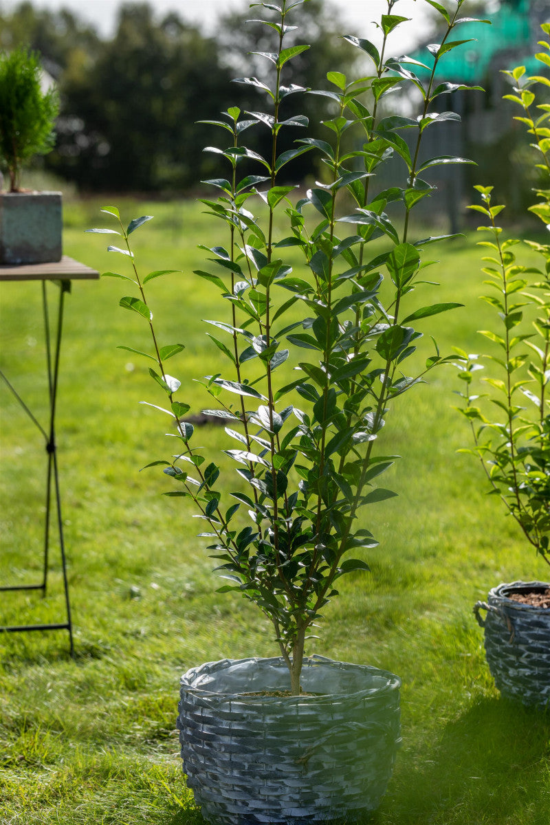 Ligusterhecke im Topf, erhältlich als: verschulte Sträucher, Solitär ; Einsatz: Sichtschutz ; Pluspunkt: schnellwachsend;;günstig mit Qualität