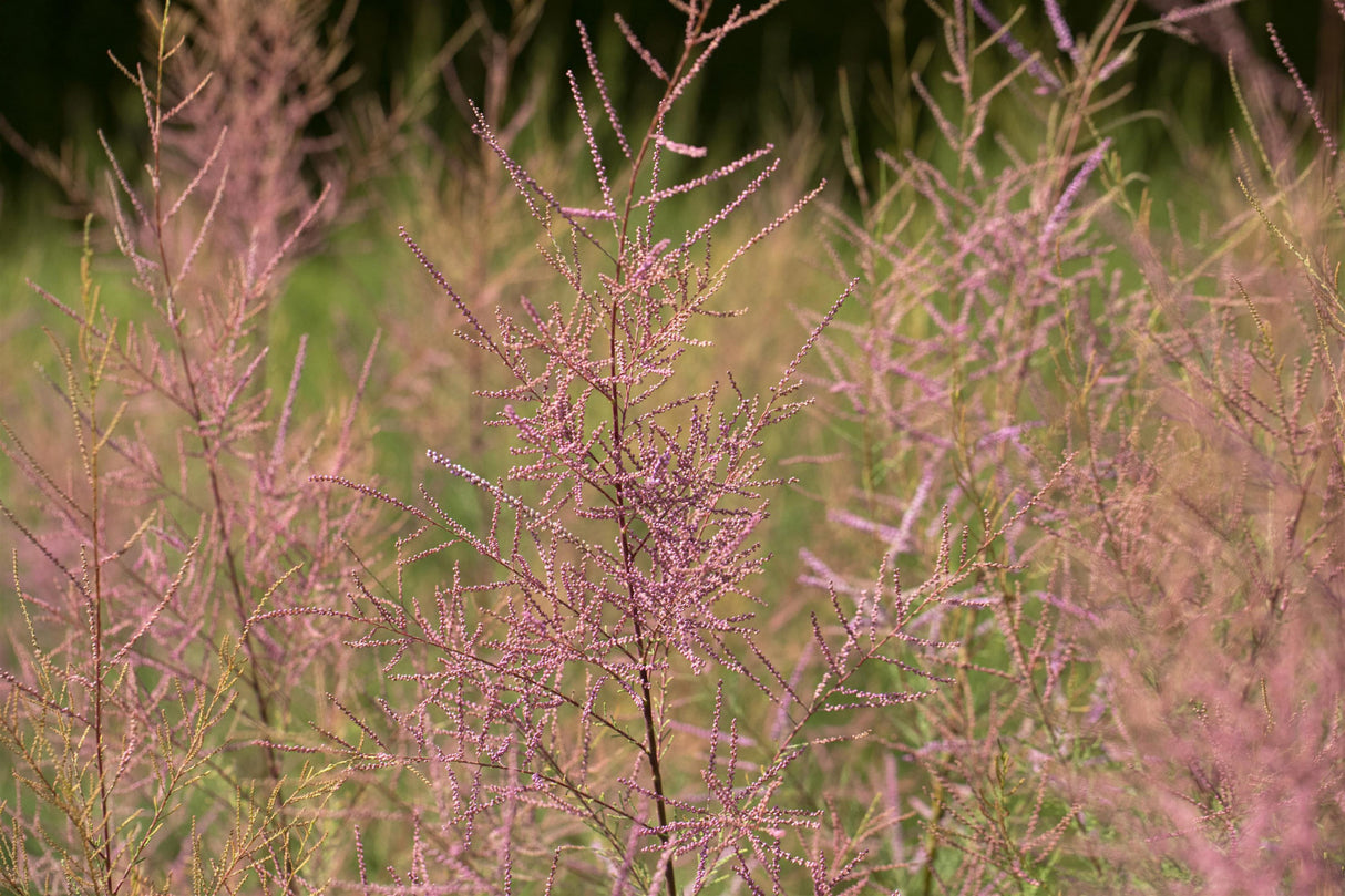 Rosa Kaspi-Tamariske 'Pink Cascade' mit Blüte, erhältlich als: ; Einsatz: Parks ; Pluspunkt: pflegeleicht;;günstig mit Qualität