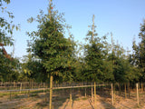 Quercus palustris , erhältlich von 125-150 bis 450-650 cm ;;ab 29,60 Euro