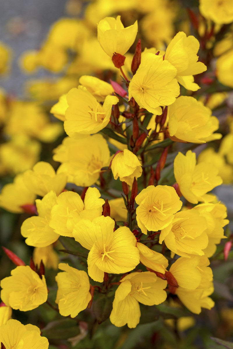 Oenothera tetragona 'Sonnenwende' (Garten-Nachtkerze)