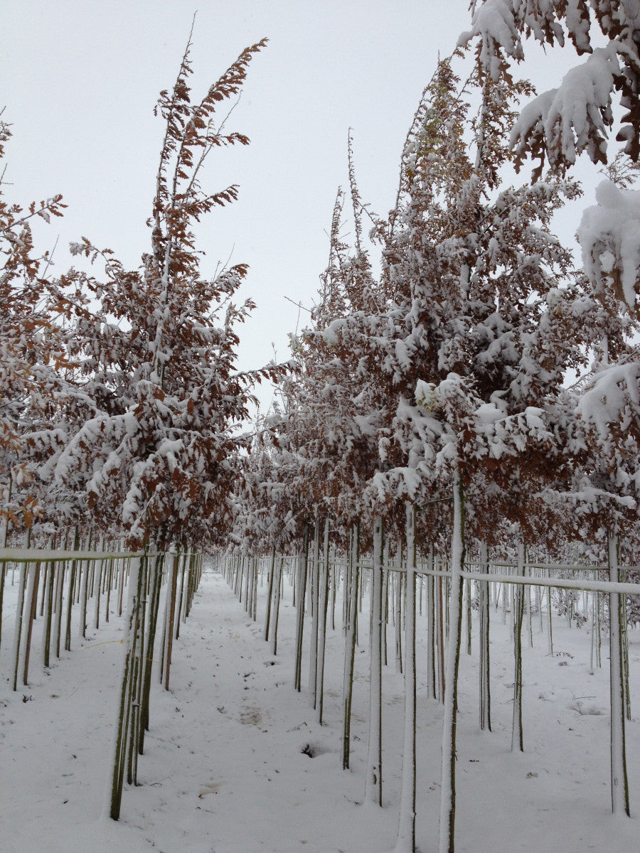 Türkische Eiche im Winter, erhältlich als: Hochstamm, Sämling, verschulte Heister, Alleebaum ; Einsatz: Brennholz ; Pluspunkt: robust;;günstig mit Qualität