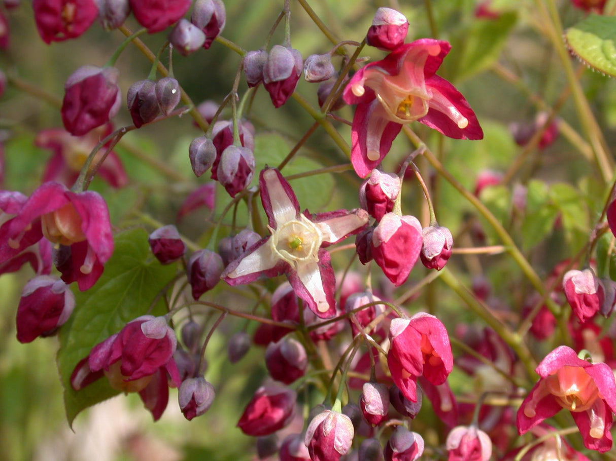 Epimedium alpinum mit Blüte ;;ab 5,75 Euro