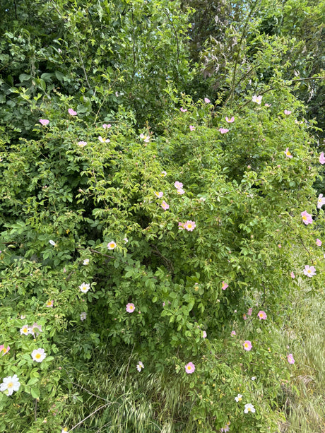 Hundsrose mit Blüte, verfügbar in 8 Größen und Varianten ; Einsatz: Heckenpflanze ; Pluspunkt: robust;;hier kaufen