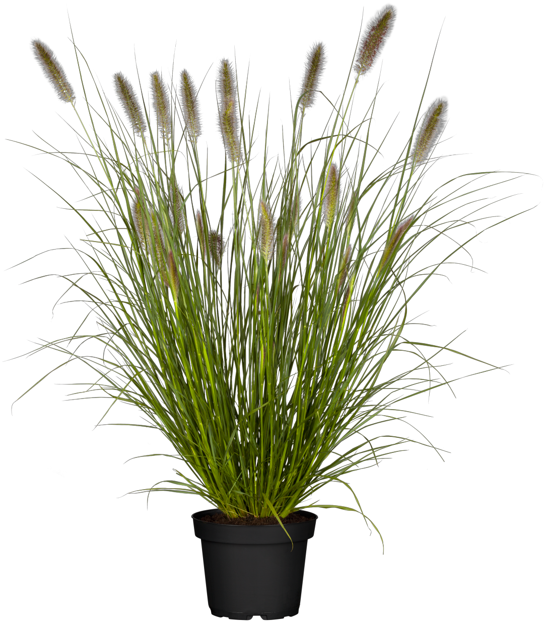 Pennisetum alopecuroides 'Cassian' (Garten-Federborstengras)