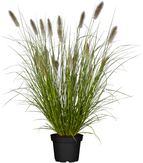 Pennisetum alopecuroides 'Cassian' im Topf ;;ab 3,70 Euro