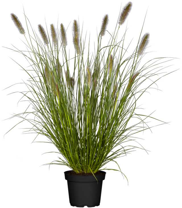 Pennisetum alopecuroides 'Cassian' im Topf ;;ab 3,70 Euro