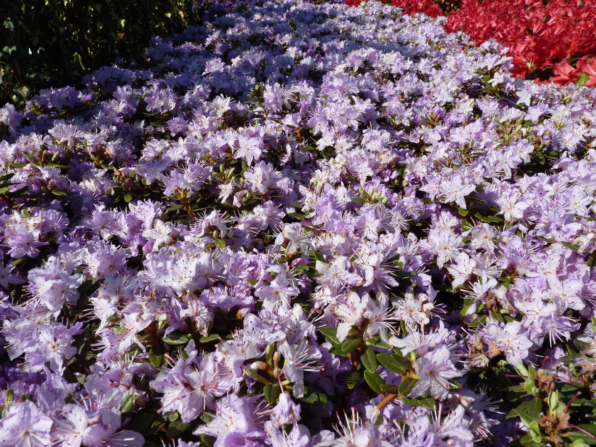 Kleinblättr. Rhododendron 'Azurika' zusammen, verfügbar in 5 Größen und Varianten ; Einsatz: Beetpflanze ; Pluspunkt: winterhart;;hier kaufen