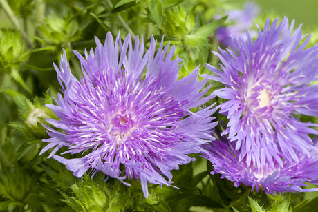 Aster laevis mit Blüte ;;ab 5,10 Euro