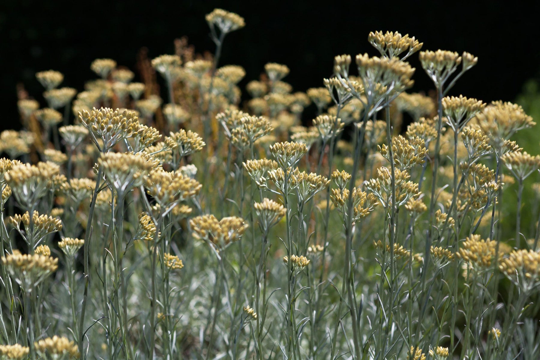 Helichrysum italicum (Currykraut)