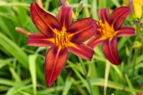 Hemerocallis x cult. 'Crimson Pirate' mit Blüte ;;ab 2,88 Euro