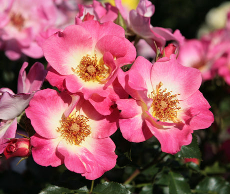 Rosa 'Dolomiti' BT mit Blüte ;;ab 9,50 Euro