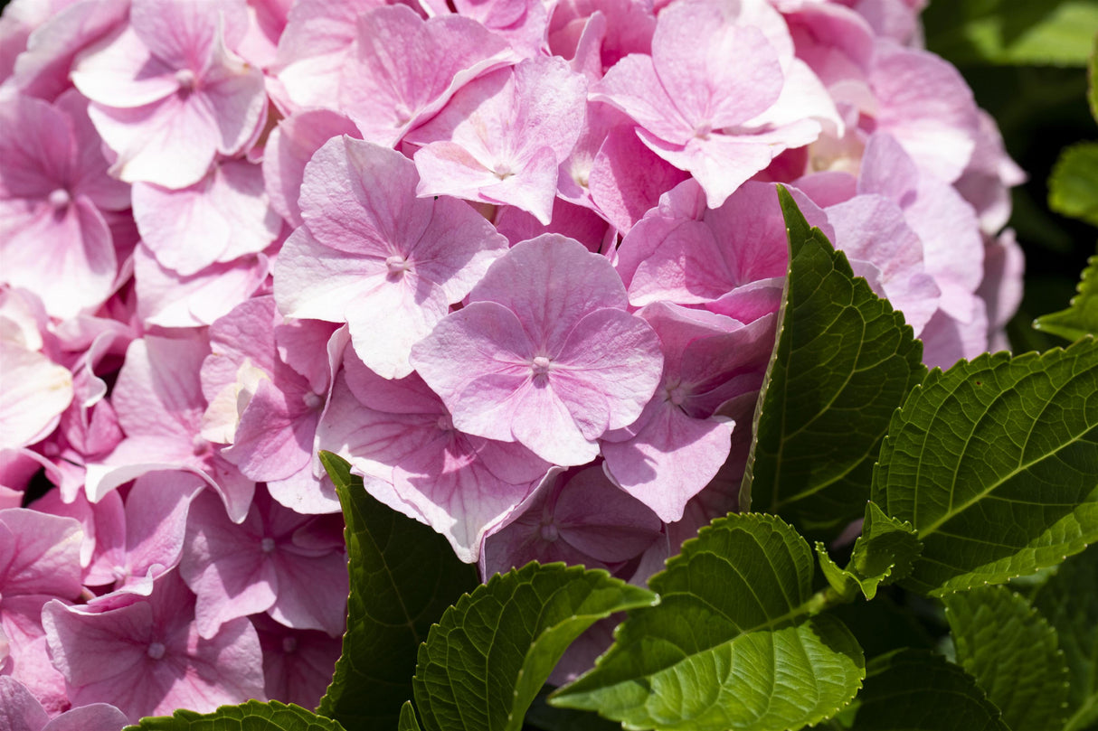 Hydrangea macrophylla 'Rosita' mit Blüte, erhältlich von 40-60 bis 60-80 cm ;;ab 58,00 Euro