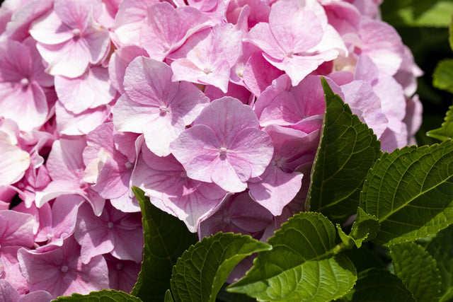 Hydrangea macrophylla 'Rosita' mit Blüte, erhältlich von 40-60 bis 60-80 cm ;;ab 58,00 Euro