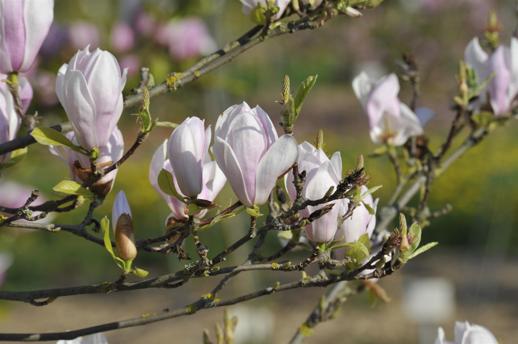 Magnolia soulangiana 'Alexandrina' (Tulpenmagnolie 'Alexandrina')