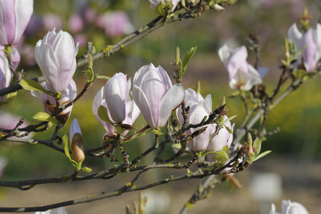 Magnolia soulangiana 'Alexandrina' mit Blüte, erhältlich von 40-60 bis 125-150 cm ;;ab 42,80 Euro