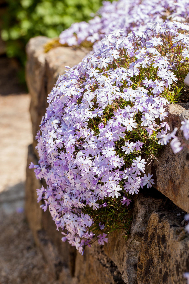 Phlox subulata 'Emerald Cushion Blue' (Garten-Teppich-Flammenblume)