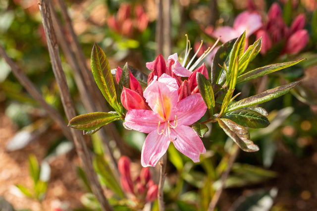 Rhododendron viscosum 'Juniduft' mit Blüte, erhältlich von 30-40 bis 60-70 cm ;;ab 33,80 Euro