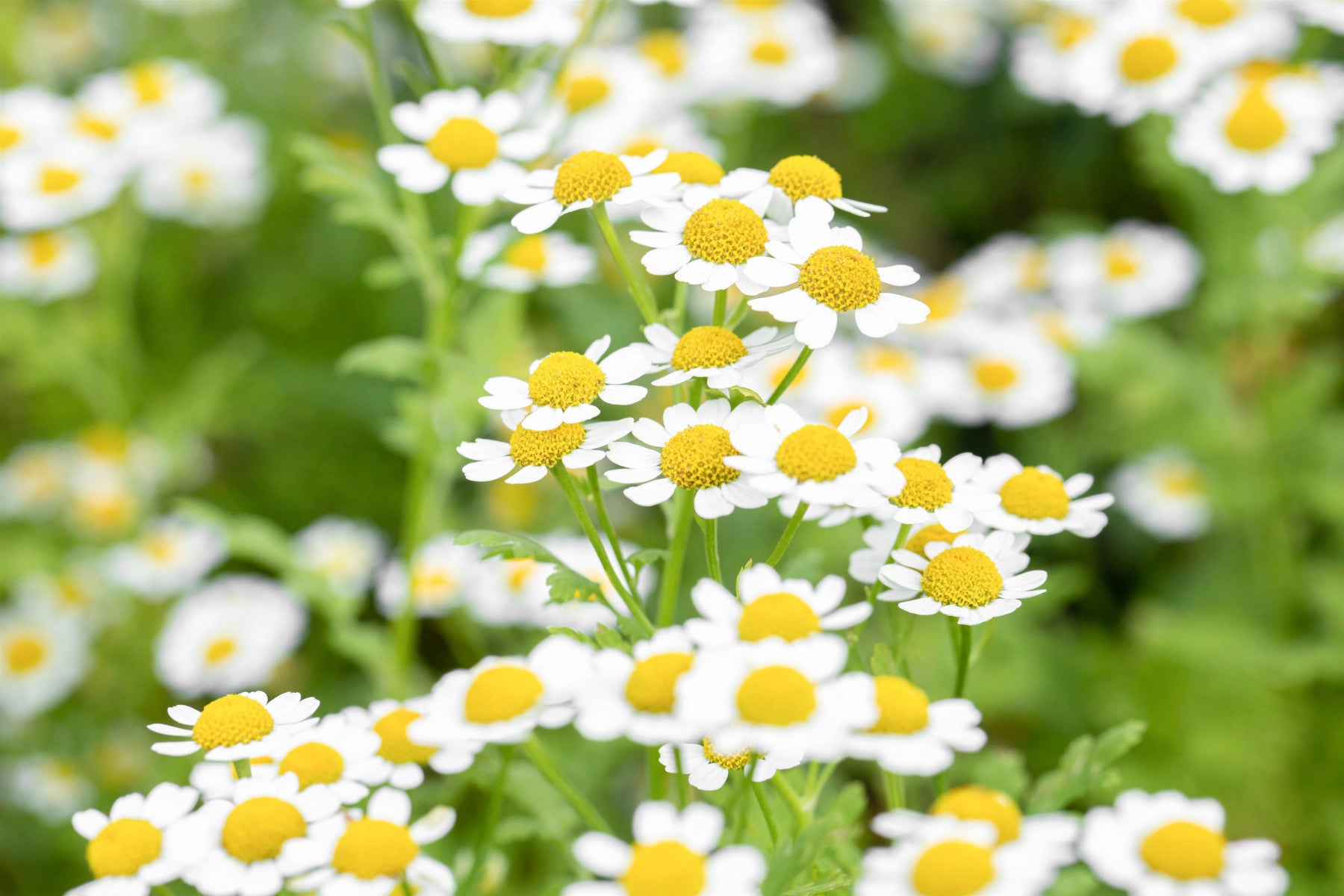 Tanacetum parthenium (Mutterkraut)