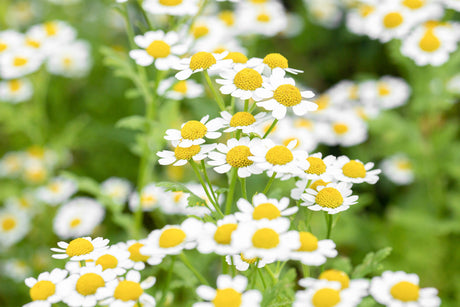 Tanacetum parthenium mit Blüte ;;ab 4,25 Euro