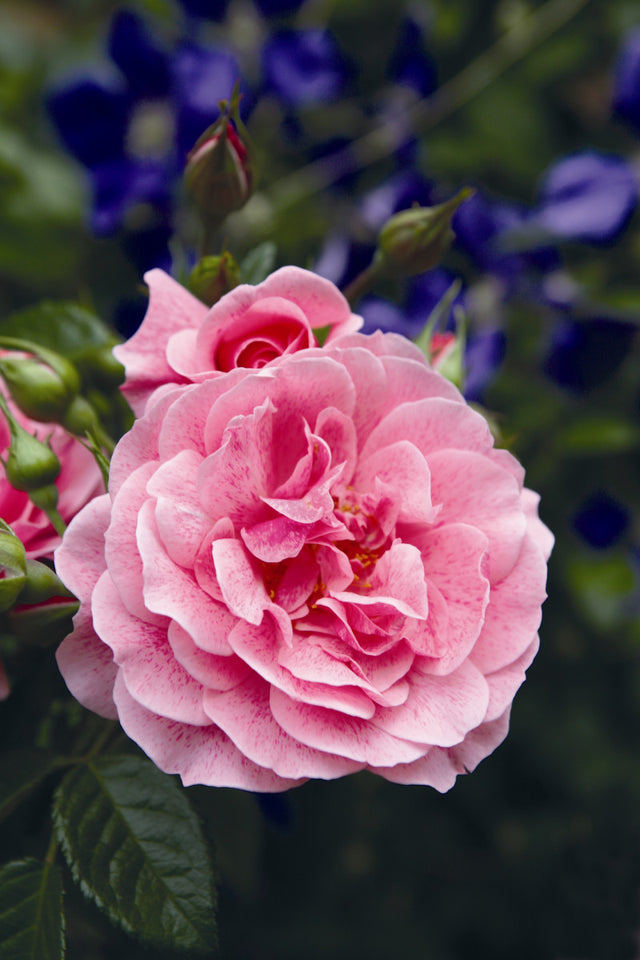 Rosa 'Camelot' KL mit Blüte ;;ab 10,90 Euro