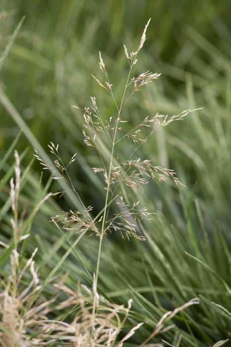 Deschampsia cespitosa 'Goldtau' ;;ab 5,20 Euro