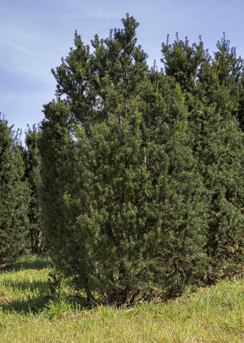 Taxus baccata 'Overeynderi' , erhältlich von 40-50 bis 150-175 cm ;;ab 29,60 Euro