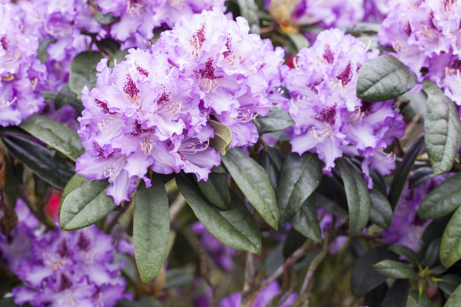 Rhododendron Hybr. 'Blue Peter' (Rhododendron-Hybride 'Blue Peter')