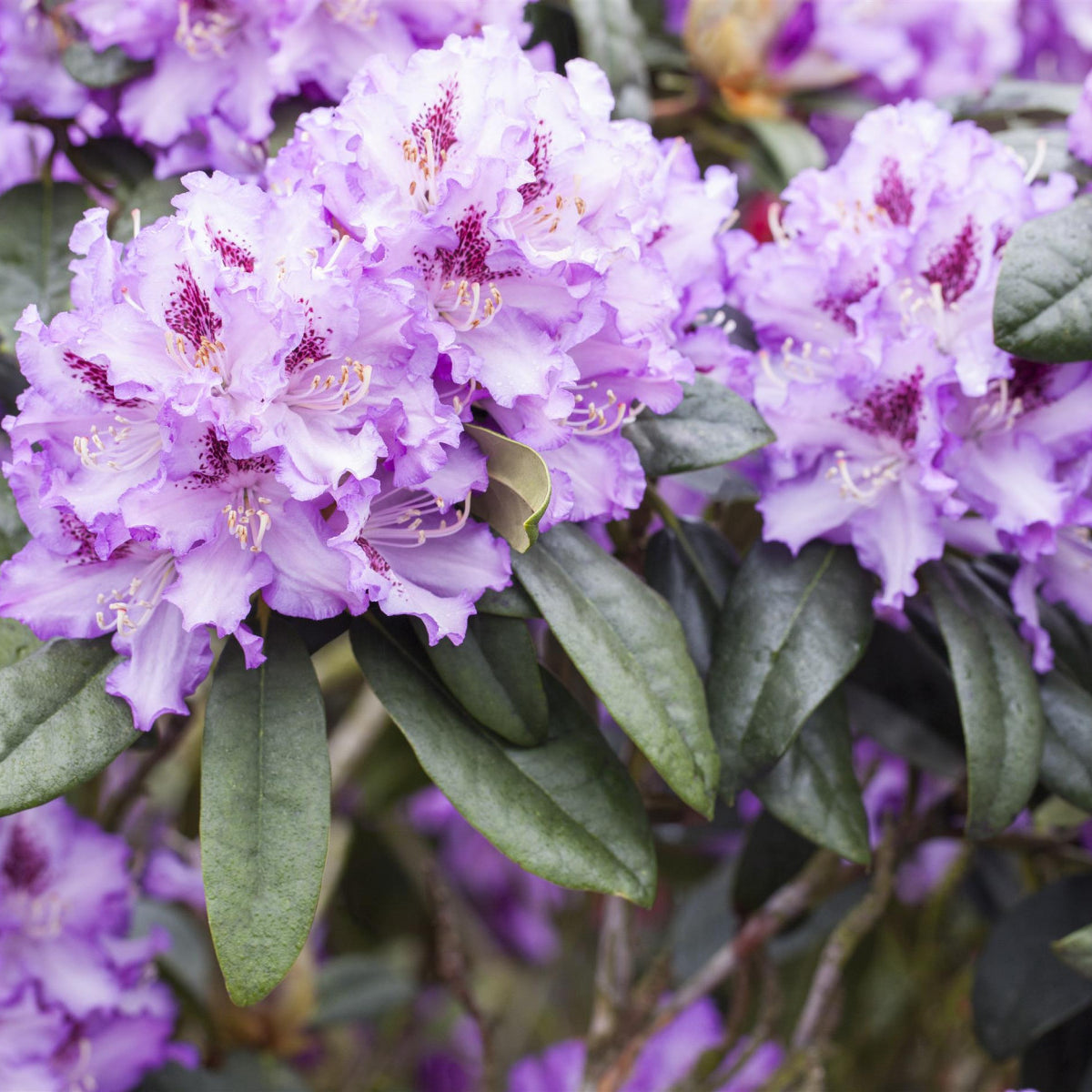 Rhododendron Hybr.'Blue Peter' II (Rhododendron-Hybride 'Blue Peter ...