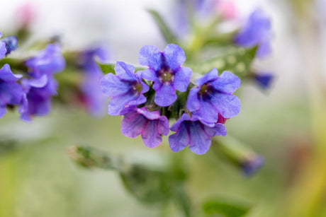 Pulmonaria officinalis mit Blüte ;;ab 4,65 Euro