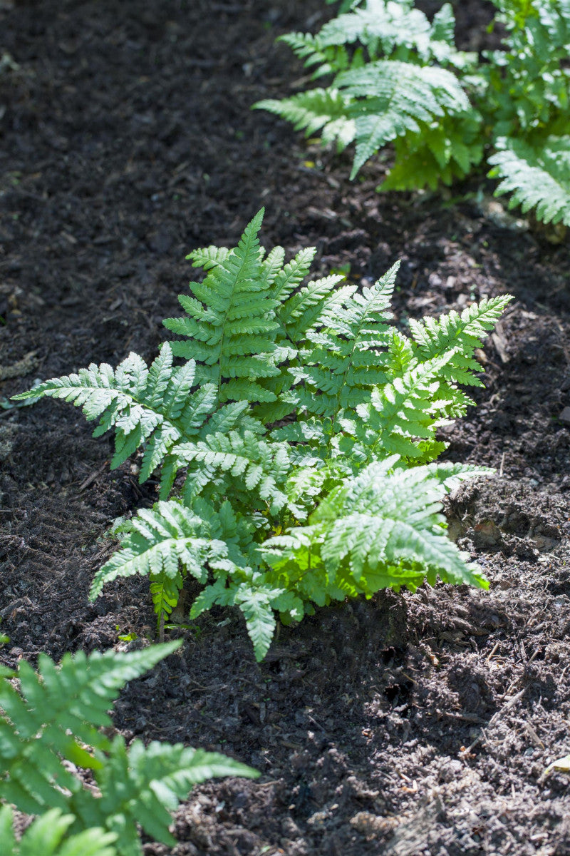 Polypodium vulgare als Pflanze im Beet ; Einsatz: Steingarten ; Pluspunkt: wintergrün;;günstig mit Qualität