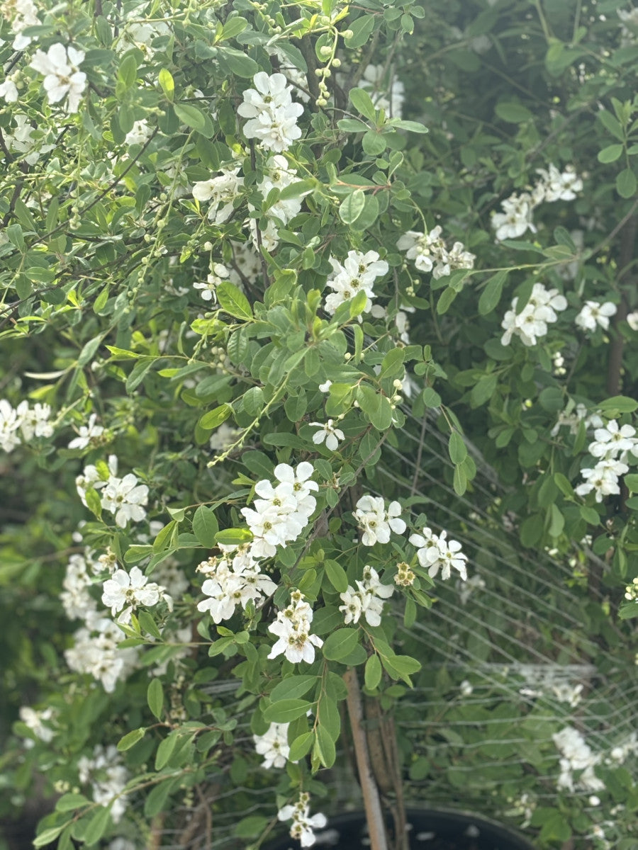 Sparrige Prunkspiere mit Blüte, verfügbar in 9 Größen und Varianten ; Einsatz: Solitärgehölz ; Pluspunkt: winterhart;;hier kaufen