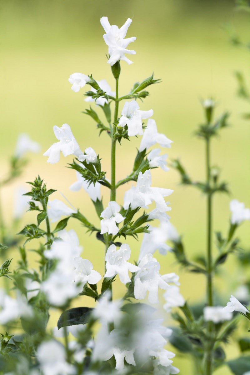 Calamintha nepeta 'Alba' mit Blüte ;;ab 4,65 Euro