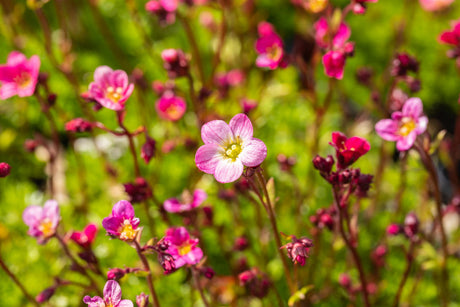 Saxifraga x arendsii 'Blütenteppich' mit Blüte ;;ab 3,85 Euro