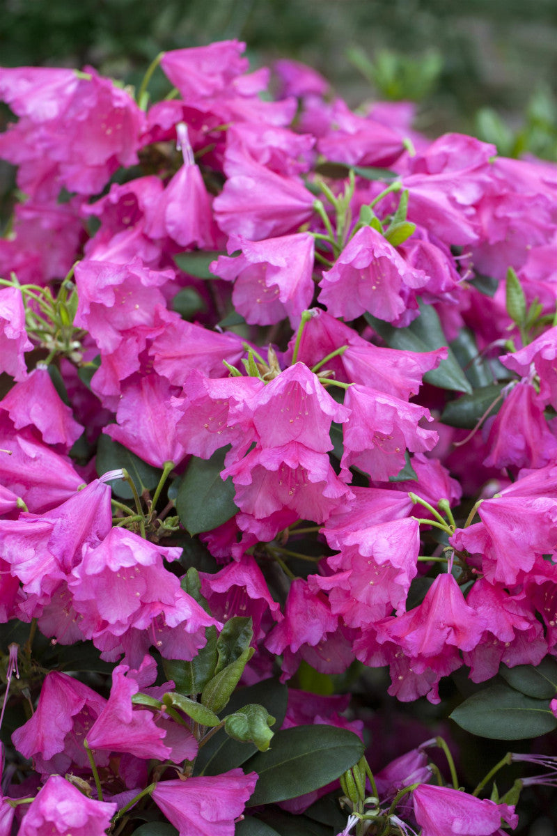 Rhododendron williams. 'August Lamken' (Williams. -Rhododendron 'August Lamken')