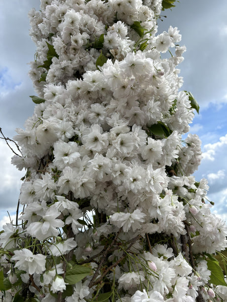 Prunus serrulata 'Shirofugen' mit Blüte, erhältlich von 60-100 bis 450-650 cm ;;ab 16,60 Euro