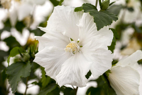 Hibiscus syriacus 'Diana' mit Blüte, erhältlich von 40-60 bis 200-250 cm ;;ab 24,60 Euro