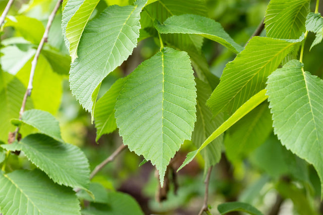 Ulmus glabra VkG 4 mit Belaubung, erhältlich von 50-80 bis 450-650 cm ;;ab 2,35 Euro