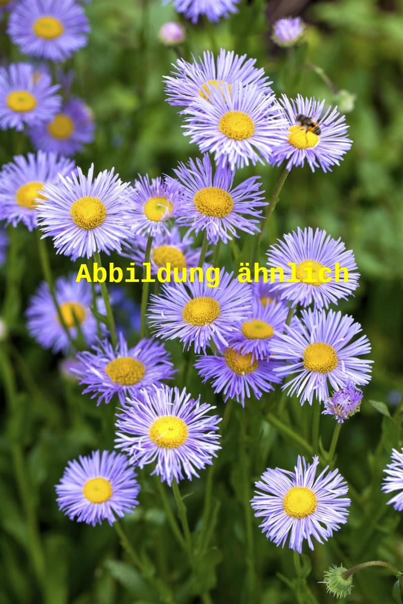 Aster dumosus 'Augenweide' (Garten-Kissen-Aster)