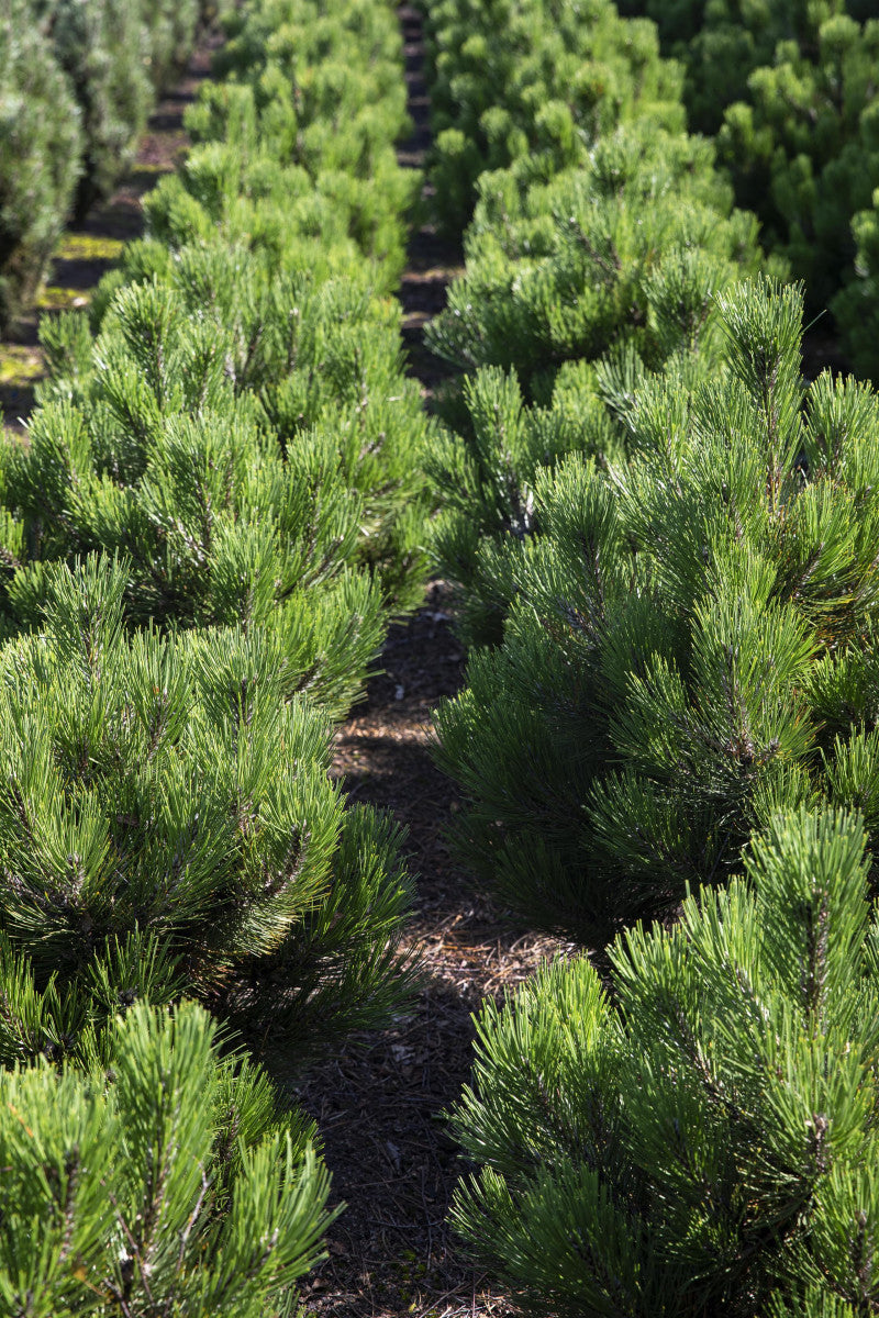 Pinus mugo pumilio (Zwerg-Kiefer)