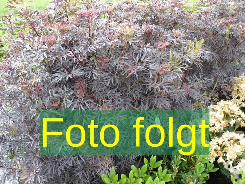 Sambucus racemosa VkG 4 (Traubenholunder)