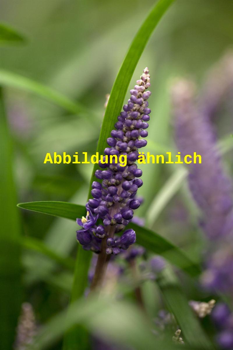 Liriope muscari 'Ingwersen' (Garten-Glöckchentraube)