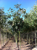 Chinesischer Blasenbaum als Pflanze im Beet ; Einsatz: Garten ; Pluspunkt: winterhart;;mit zeitnaher Lieferung