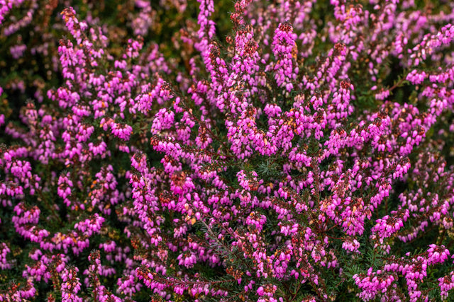 Erica x darleyensis 'Kramer's Rote' mit Blüte ;;ab 3,30 Euro