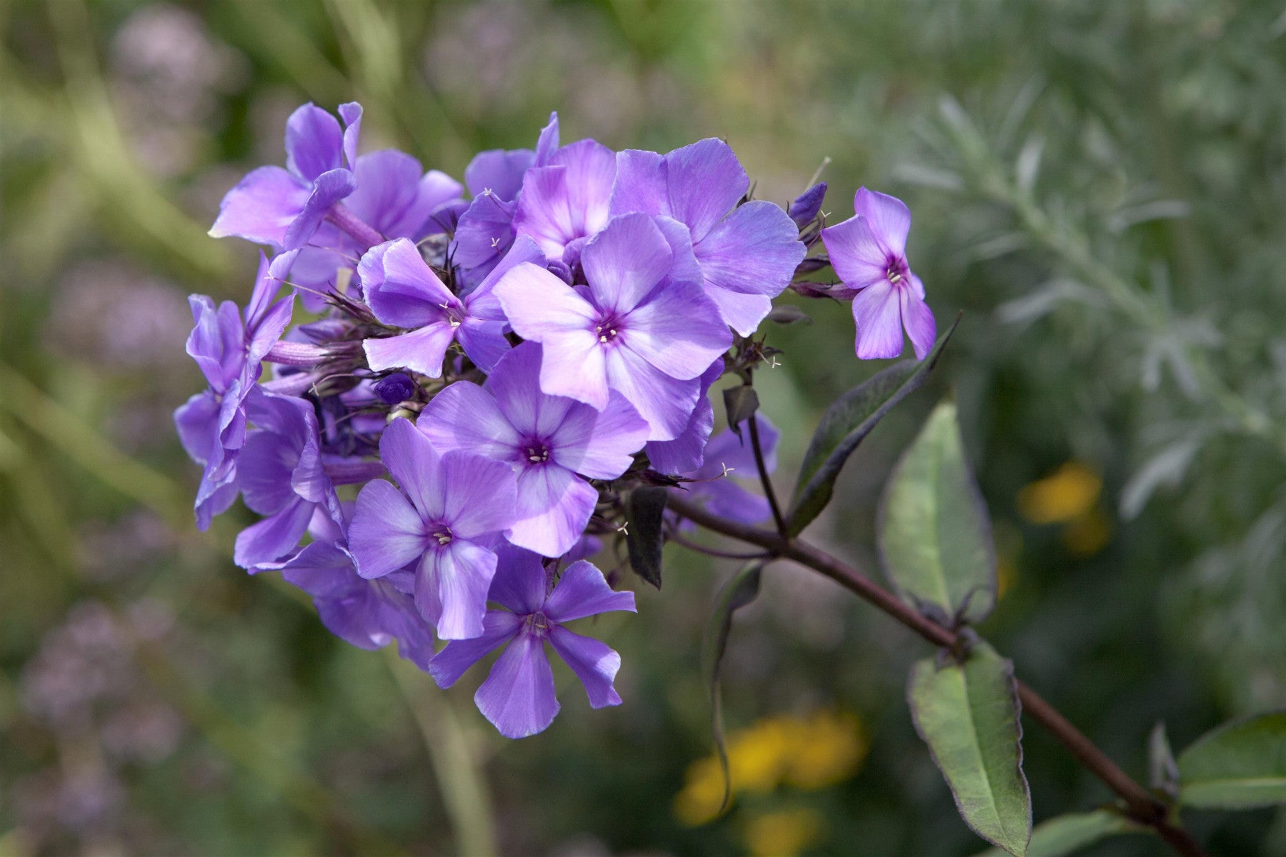 Phlox paniculata 'Blue Paradise' (Hohe Garten-Flammenblume)