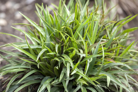 Luzula pilosa 'Igel' mit Blüte ;;ab 3,85 Euro