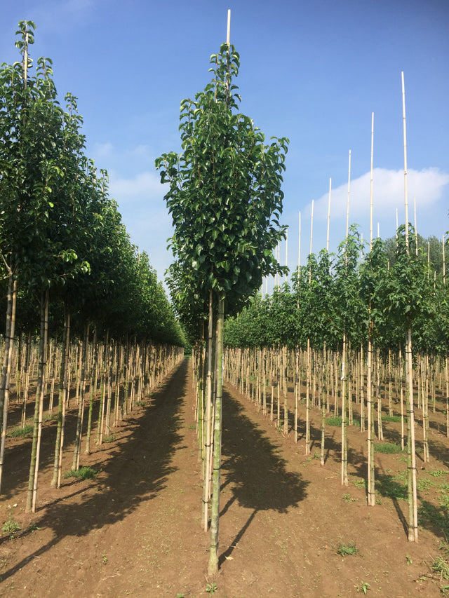 Pyrus calleryana 'Chanticleer' , erhältlich von 270-330 bis 450-650 cm ;;ab 308,00 Euro