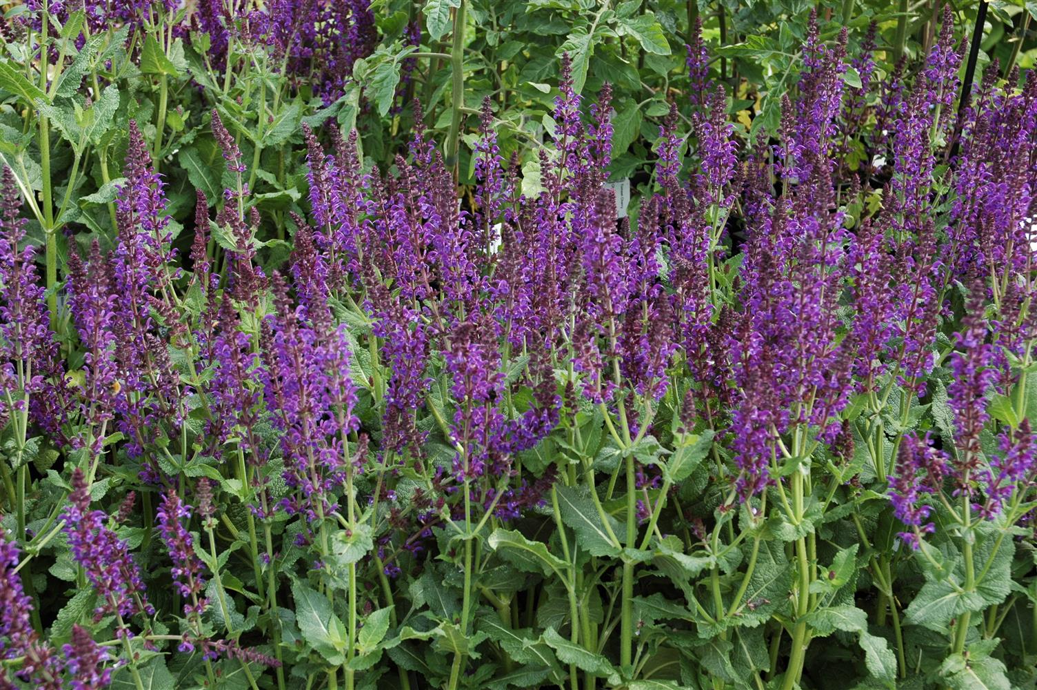 Salvia nemorosa 'Mainacht' (Garten-Blüten-Salbei)