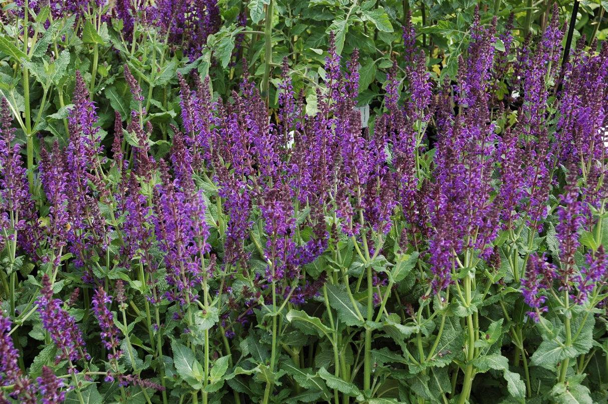 Salvia nemorosa 'Mainacht' mit Blüte ;;ab 4,10 Euro