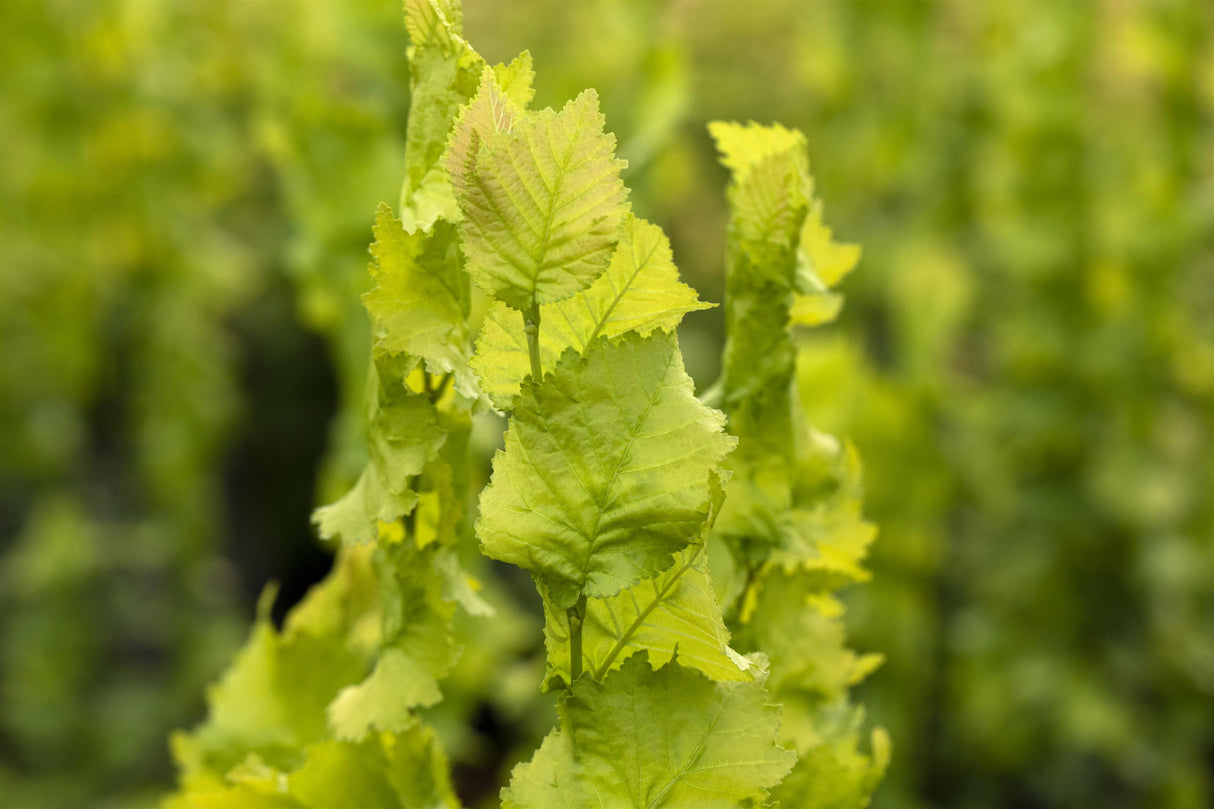 Ulmus carpinifolia 'Wredei' mit Belaubung, erhältlich von 40-60 bis 200-250 cm ;;ab 22,70 Euro